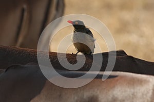 The red-billed oxpecker Buphagus erythrorhynchus sitting on the back of impala Aepyceros melampus