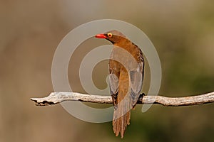 Red billed oxpecker, Buphagus erythrorhynchus, sitting on a branch in Zimanga game reserve