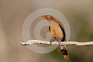 Red billed oxpecker, Buphagus erythrorhynchus, sitting on a branch in Zimanga game reserve
