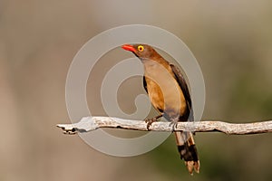 Red billed oxpecker, Buphagus erythrorhynchus, sitting on a branch in Zimanga game reserve photo