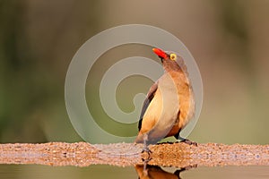 Red billed oxpecker, Buphagus erythrorhynchus, sitting at a waterhole in Zimanga game reserve
