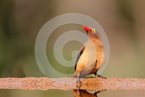 Red billed oxpecker, Buphagus erythrorhynchus, sitting at a waterhole in Zimanga game reserve photo