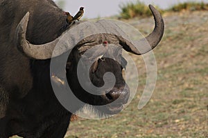 Red Billed Oxpecker, buphagus erythrorhynchus standing on African Buffalo, syncerus caffer, Okavango Delta in Botswana