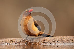 The red-billed oxpecker Buphagus erythrorhynchus at the waterhole. African bird with a red beak and a yellow eye by the water