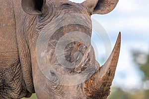 Red-billed oxpecker Buphagus erythrorhyncus looking for food on a rhino, Welgevonden Game Reserve, South Africa.