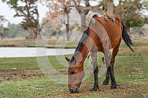 Red-billed Oxpecker - Buphagus erythrorynchus