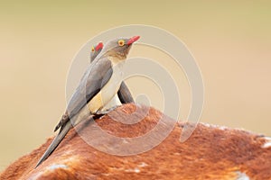 Red-billed Oxpecker - Buphagus erythrorynchus photo