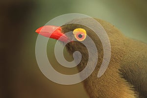 Red-billed oxpecker