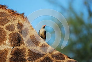 Red-Billed Oxpecker on Giraffe