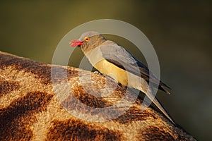 Red-billed oxpecker on giraffe - South Africa photo