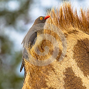 Red billed oxpecker insta