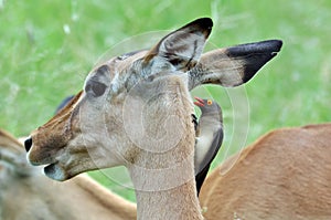 Red-billed Oxpecker perching on Impala Antelope