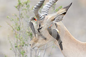 Red-billed oxpecker picking on Impala