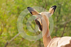 Red-billed Oxpecker picking parasites from an Impalaâ€™s ear