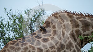 Red-billed oxpecker