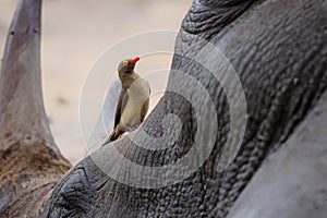 Red-billed oxpecker on a Rhino