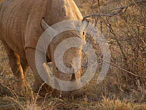 Red-billed oxpecker on rhino