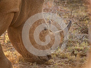 Red-billed oxpecker on rhino