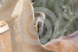 Red-billed Oxpecker sitting on the neck of an impala in the savannah
