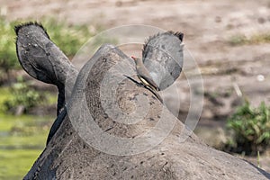 A red-billed oxpecker on thr head of a white rhino