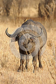 Red-billed Oxpeckers on the back of a Cape Buffalo