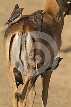 Red-billed Oxpeckers