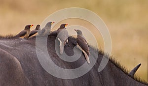 Red-billed Oxpeckers on a buffalo