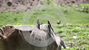 Red-billed oxpeckers on cattle