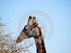 Red-billed oxpeckers on a Giraffe's head