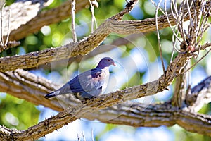 Red-billed Pigeon  837906