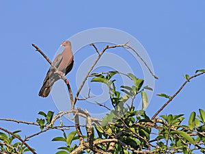 Red-billed pigeon, Patagioenas flavirostris