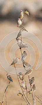 Red billed Quelea in Etosha National Park