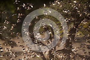 Red-billed Quelea in Kruger National park, South Africa