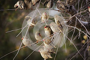 Red-billed Quelea in Kruger National park, South Africa