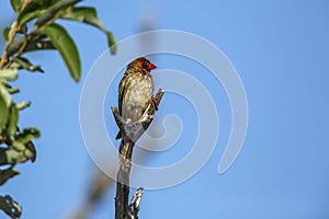 Red-billed Quelea in Kruger National park, South Africa