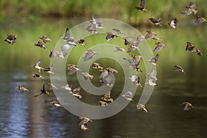 Red-billed Quelea in Mapungubwe National park, South Africa