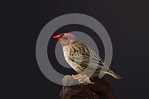 Red-Billed Quelea perched on rock