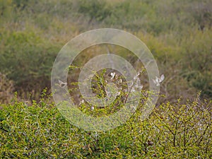 Red-billed quelea, Quelea quelea. Madikwe Game Reserve, South Africa