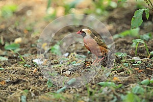 Red-billed quelea