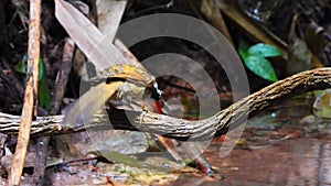 Red-billed Scimitar-Babbler nature bird coming to dring and play water