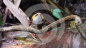 Red-billed Scimitar-Babbler nature bird coming to dring and play water