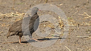 Red`billed spur fowl walking in Botswana