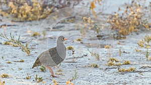 Red-billed spurfowl (Pternistis adspersus) in the golden light of dusk, Onguma Game Reserve, Namibia.