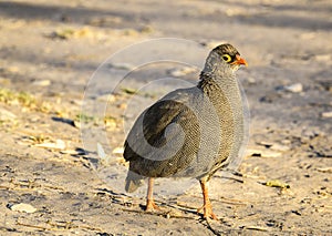 Red-billed Superfowl, also called Red-billed Francolin, Botswana photo