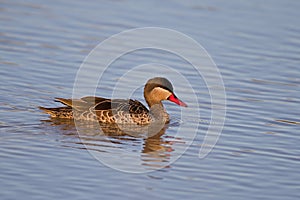 Red-billed teal