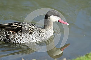 Red billed teal anas erythrorhyncha