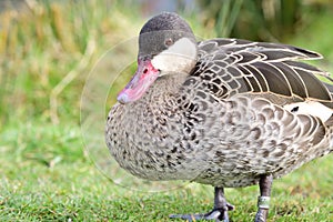 Red billed teal anas erythrorhyncha