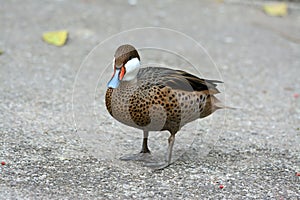Red-billed Teal (Anas erythrorhyncha)
