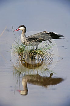 Red-Billed Teal, anas erythrorhyncha, Adult standing in on Nest, Stretching, Kenya