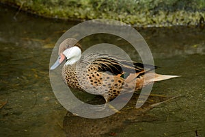 Red-billed Teal (Anas erythrorhyncha)